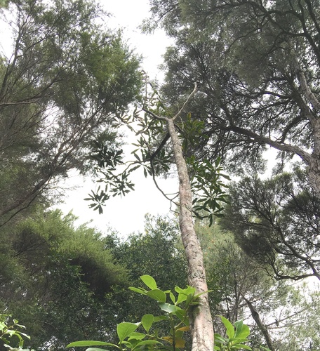 Pseudopanax crassifolius