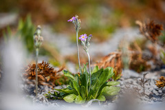 Primula laurentiana