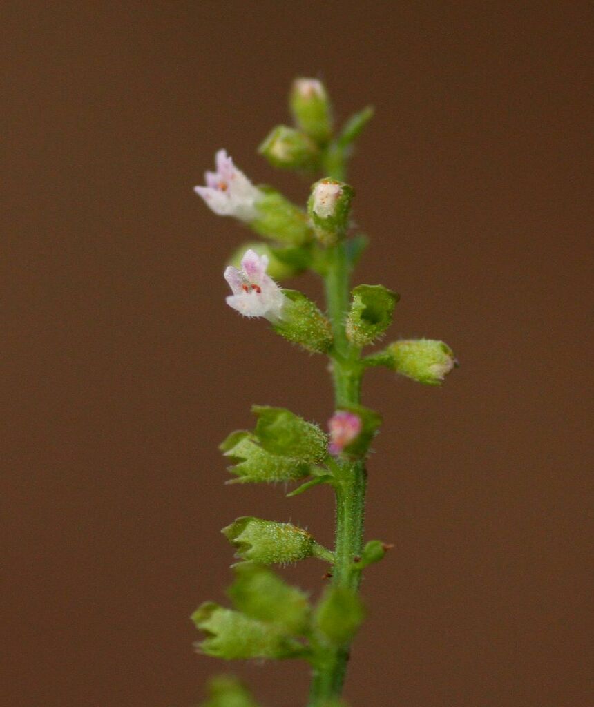 Basilicum polystachyon (Basilicum polystachyon)