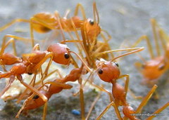 Oecophylla smaragdina