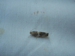 Olethreutes fasciatana
