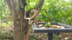 Sciurus aestuans ingrami