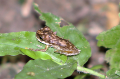 Hylinae