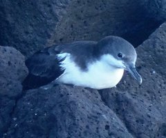 Galapagos Shearwater photo 3