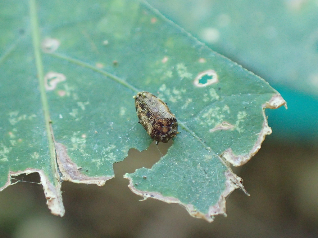 ヌスビトハギチビタマムシ