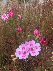 Clarkia amoena