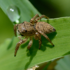 Habronattus coecatus