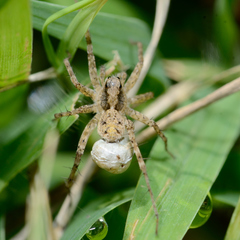 Pardosa
