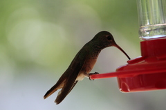 Amazilia yucatanensis