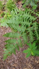 Pteridium aquilinum champlainense