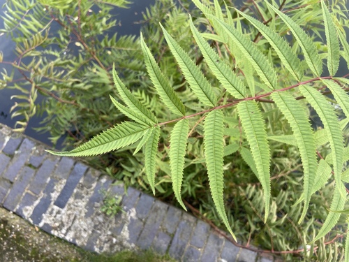 Sorbaria tomentosa, photograph 1