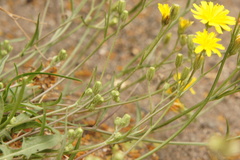 Cichorieae