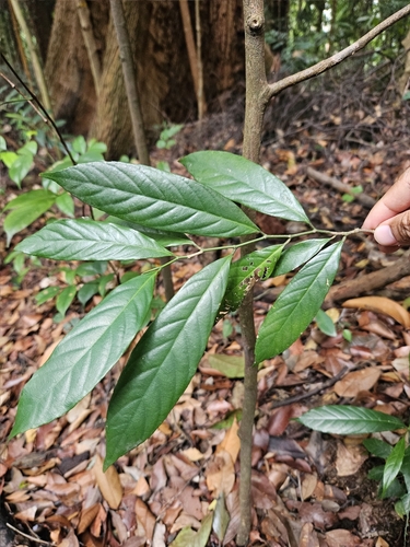 Gironniera parvifolia observed 2024-10-20