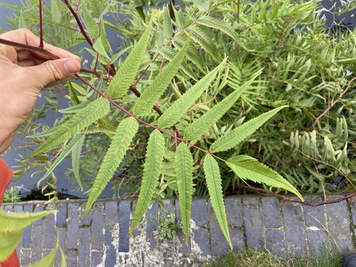 Sorbaria tomentosa, photograph 2