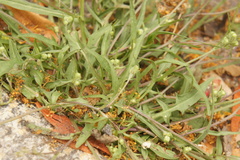 Cichorieae