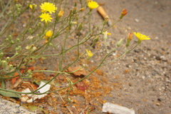 Cichorieae