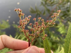 (c) Joss Carr, some rights reserved (CC BY) Sorbaria tomentosa, photograph (c) Joss Carr, some rights reserved (CC BY)