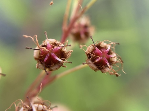 Sorbaria tomentosa, photograph 5