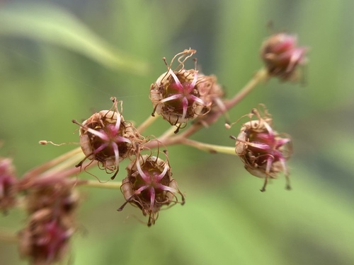Sorbaria tomentosa, photograph 6
