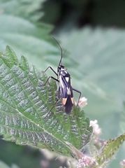 Grypocoris stysi