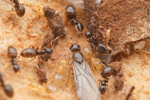 Plagiolepis atlantisPlagiolepis atlantis