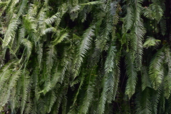 Blechnum attenuatum