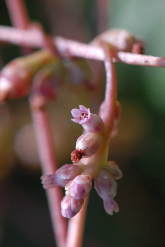 Cuscuta monogyna
