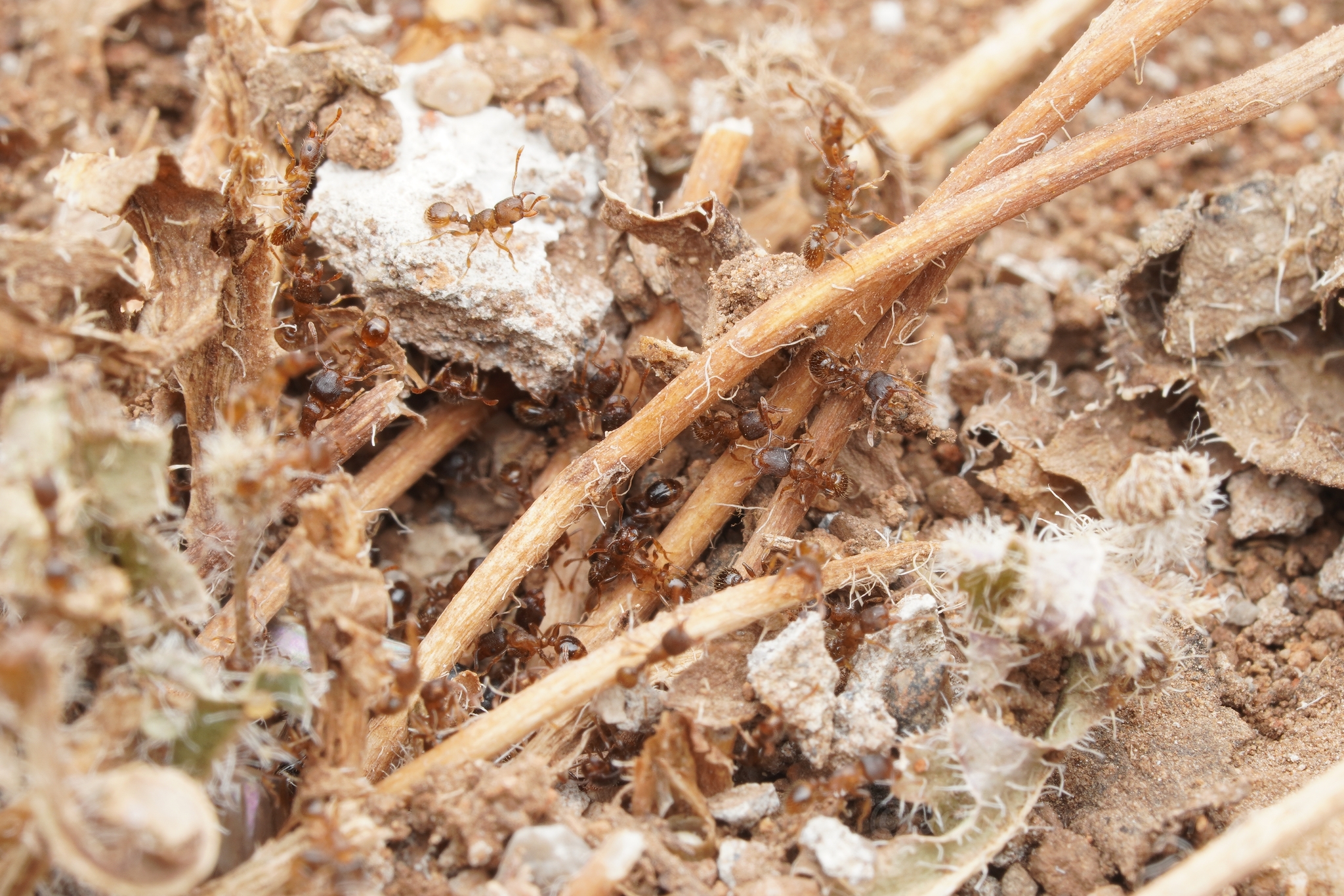 Tetramorium alternans