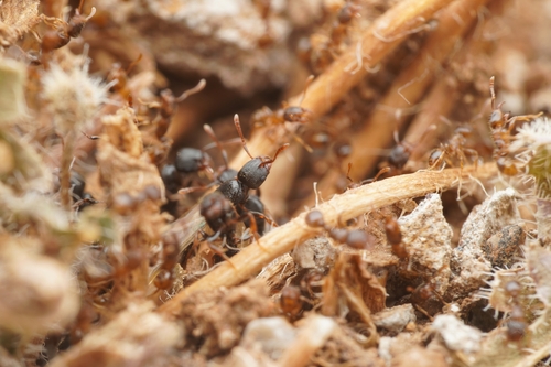 Tetramorium alternansTetramorium alternans