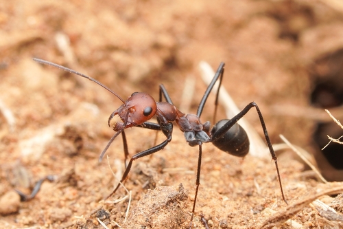 Cataglyphis mauritanicaCataglyphis mauritanica