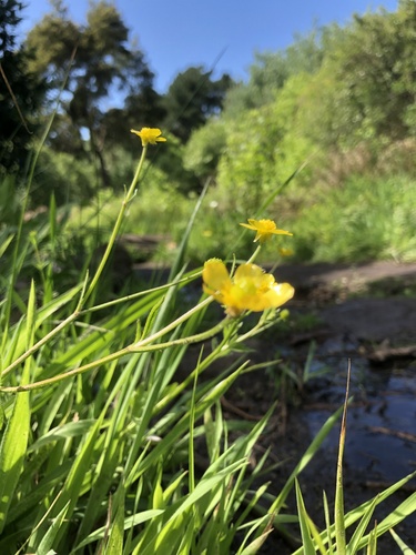 Image of Ranunculus multifidus by (c) Caroline Voget, some rights reserved (CC BY)