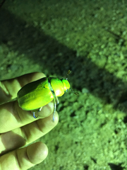 Chrysina beyeri