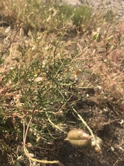 Astragalus douglasii perstrictus