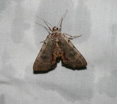 Catocala grynea