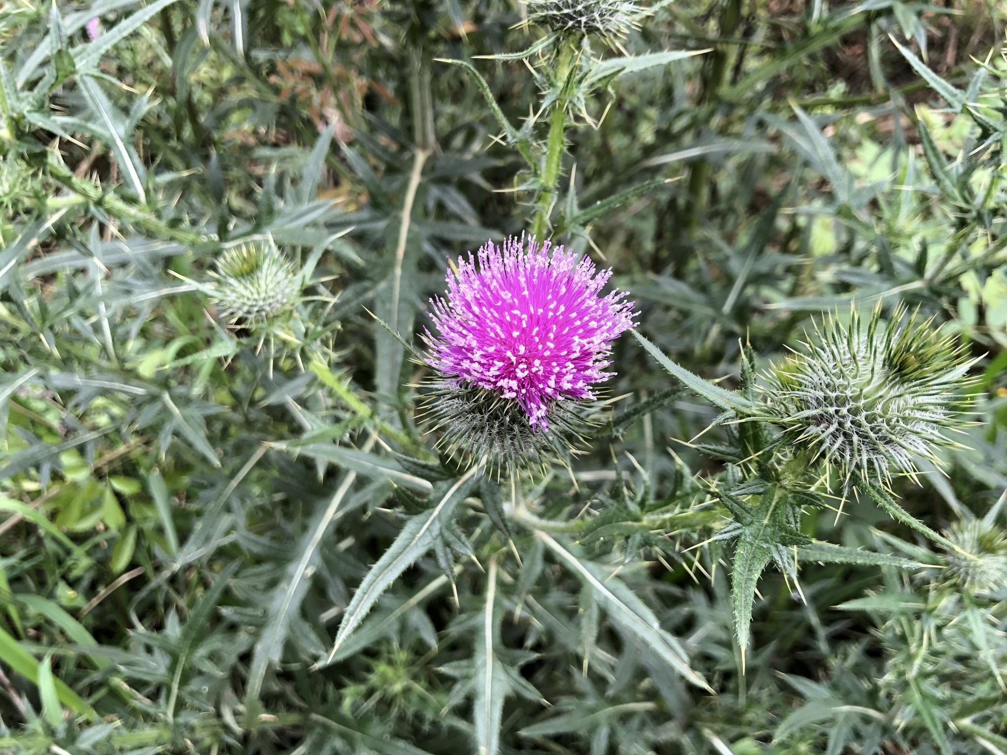 Cirsium vulgare