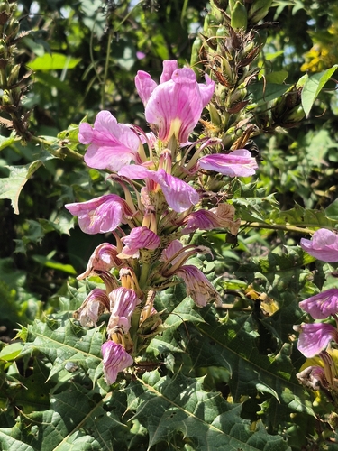 Prickly Bear's Breeches
