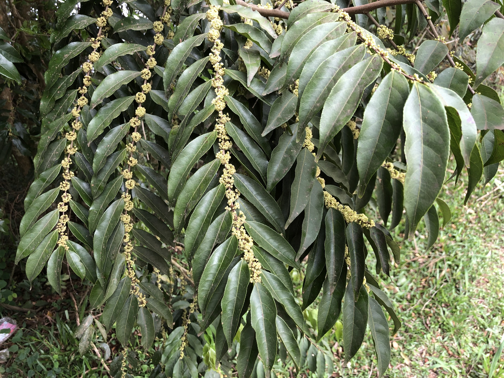 Casearia sylvestris