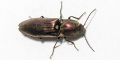Nitidolimonius