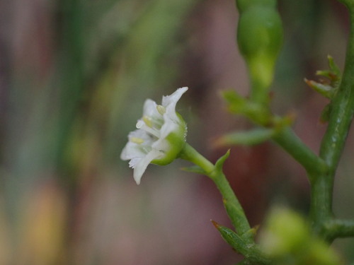 Image of Thesium divaricatum by (c) Louis Aureglia, some rights reserved (CC BY)