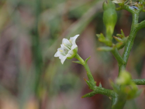 Image of Thesium divaricatum by (c) Louis Aureglia, some rights reserved (CC BY)
