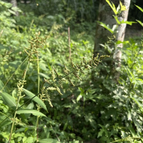 Setaria barbata observed 2024-10-20
