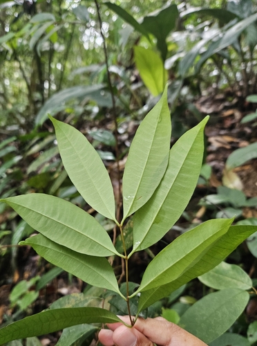 Syzygium filiforme observed 2024-10-20