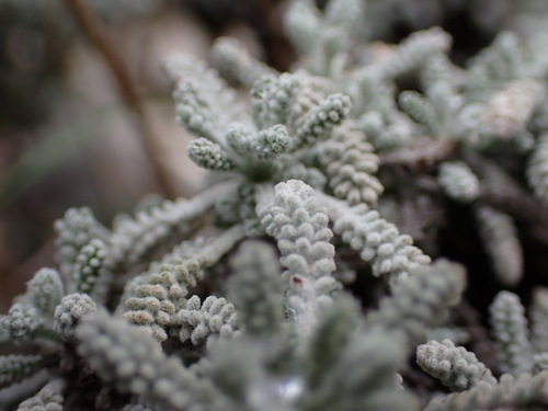 Image of Santolina decumbens by (c) Louis Aureglia, some rights reserved (CC BY)