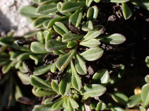 Image of Creeping Globularia (Globularia repens) by (c) Louis Aureglia, some rights reserved (CC BY)