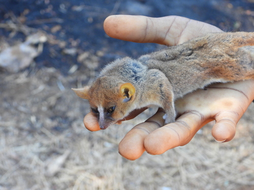 Peters’ Mouse Lemur