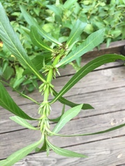 Hygrophila lacustris