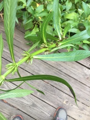 Hygrophila lacustris