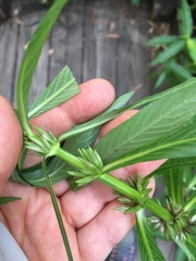 Hygrophila lacustris