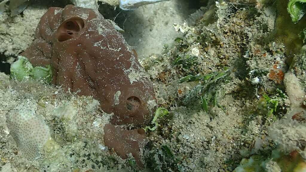 Clathria eurypa