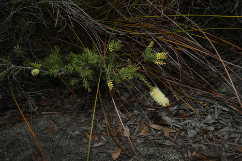 Image of Melaleuca pityoides by (c) Greg Tasney, some rights reserved (CC BY-SA)